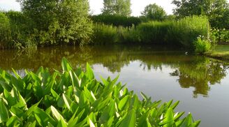 Bassins D’agrément (6)